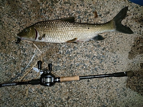 ニゴイの釣果