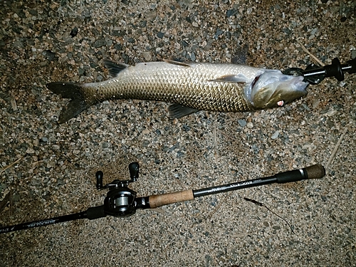 ニゴイの釣果