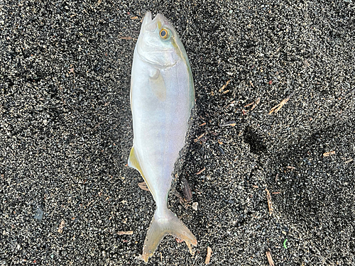 ショゴの釣果