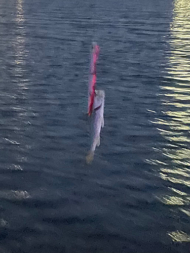 セイゴ（マルスズキ）の釣果