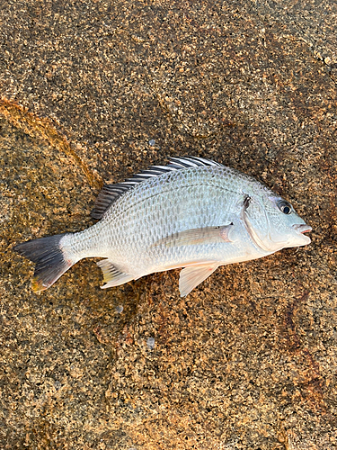 キビレの釣果