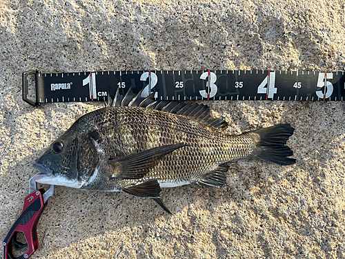 クロダイの釣果