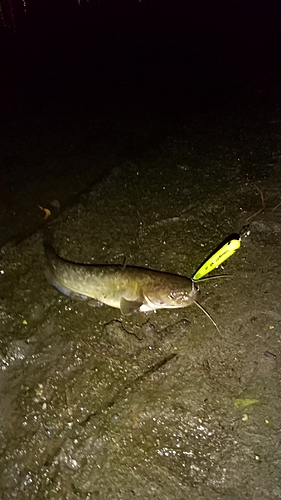 ナマズの釣果