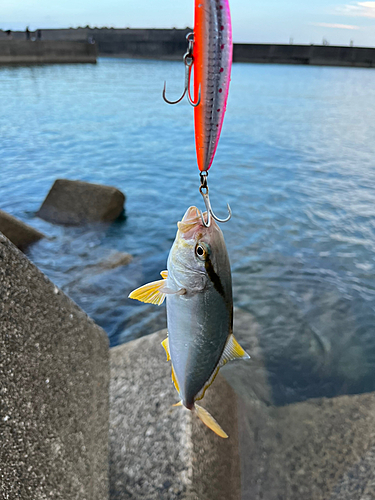 ネリゴの釣果