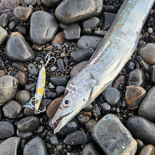 タチウオの釣果