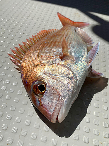 マダイの釣果