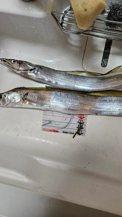 タチウオの釣果