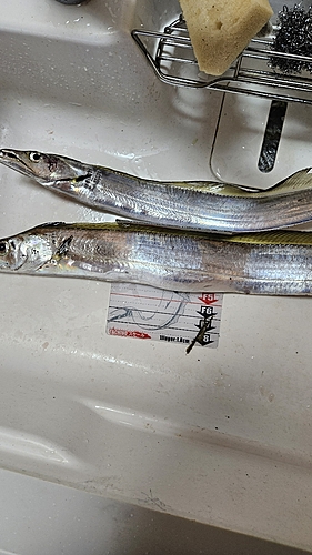 タチウオの釣果