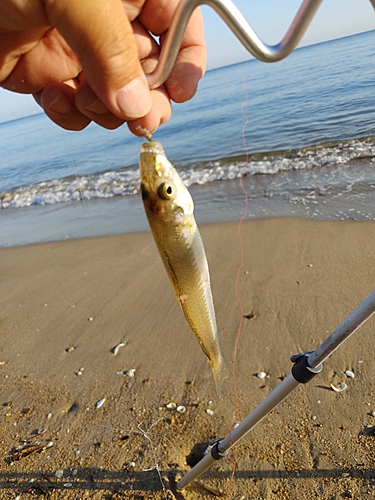 キスの釣果