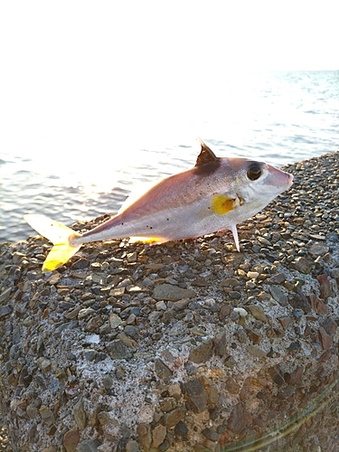 ギマの釣果