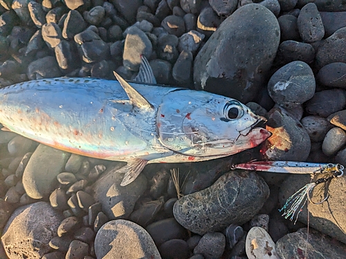 ソウダガツオの釣果