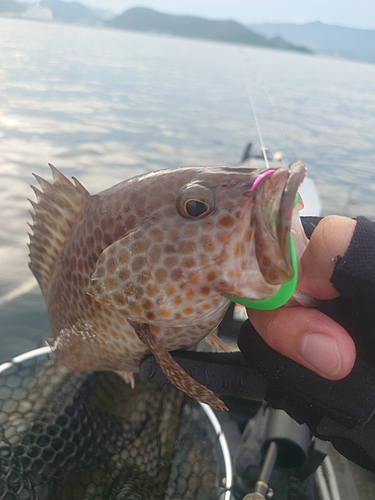 オオモンハタの釣果