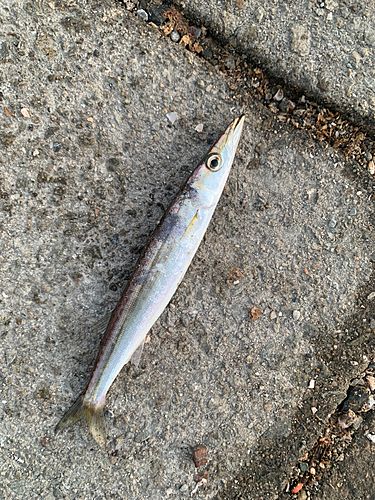 カマスの釣果