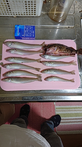 キスの釣果