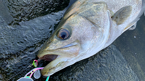 スズキの釣果