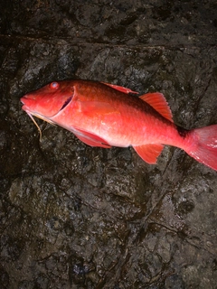 オジサンの釣果