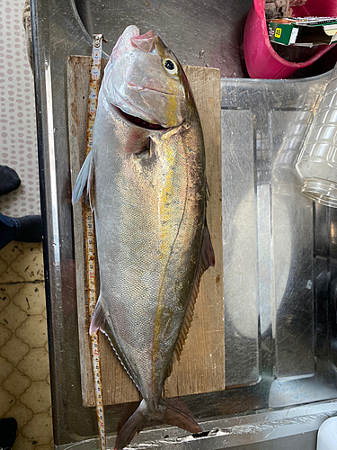 ネイリの釣果