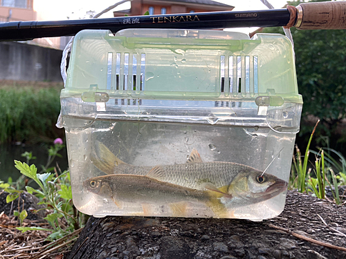 カワムツの釣果