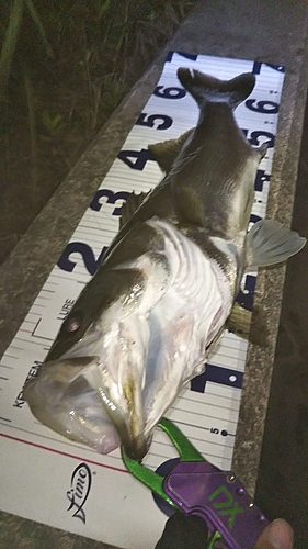 シーバスの釣果