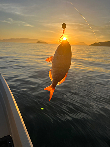 マダイの釣果