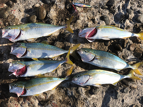 ブリの釣果