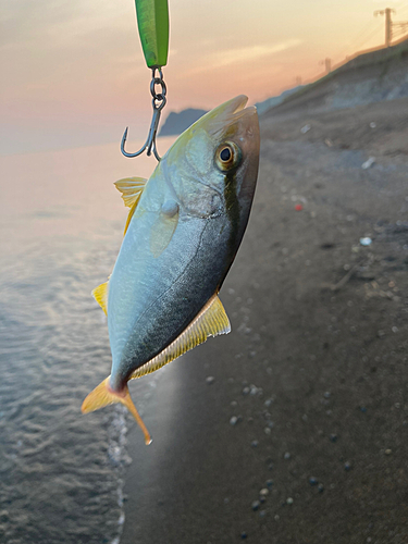 シオの釣果