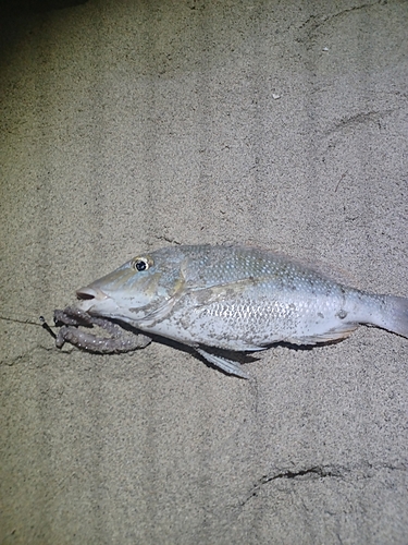 ハマフエフキの釣果