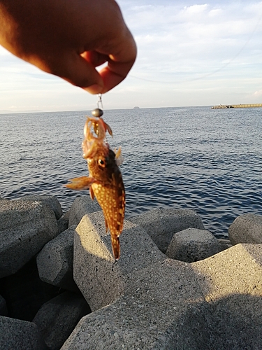 ガシラの釣果