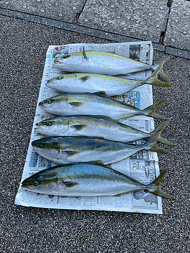 ハマチの釣果