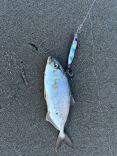 ショゴの釣果