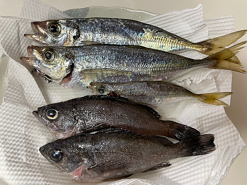 アジの釣果