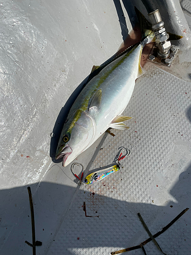 ハマチの釣果