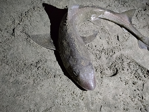 サメの釣果