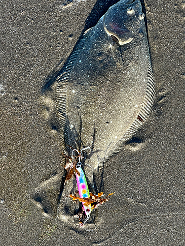 ソゲの釣果