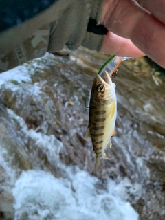 ヤマメの釣果