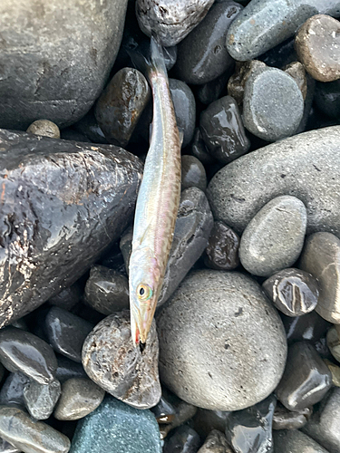 カマスの釣果