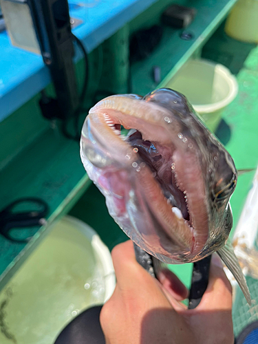 アカエソの釣果