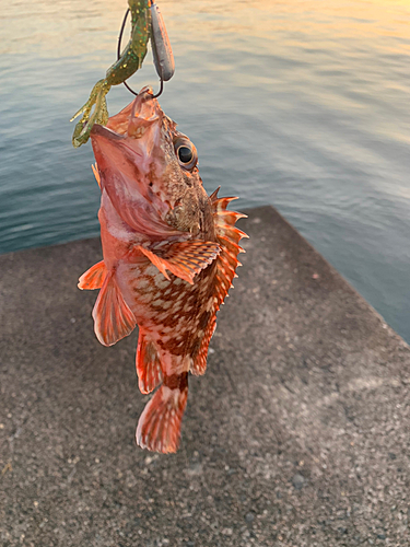 カサゴの釣果