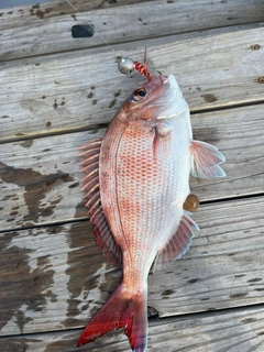 マダイの釣果