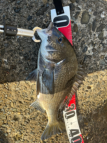 クロダイの釣果