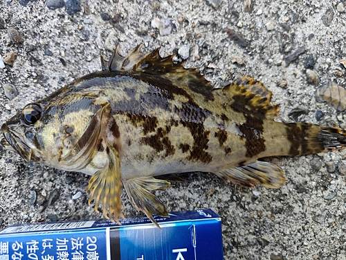 タケノコメバルの釣果