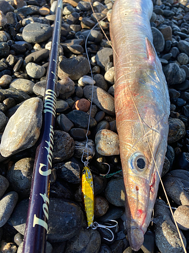 ハモの釣果