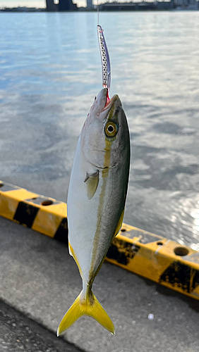 モジャコの釣果