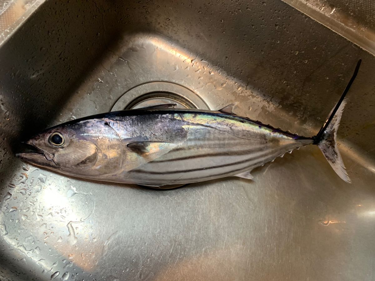 hiko manzokuさんの釣果 2枚目の画像