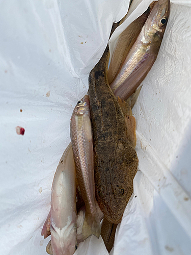 キスの釣果