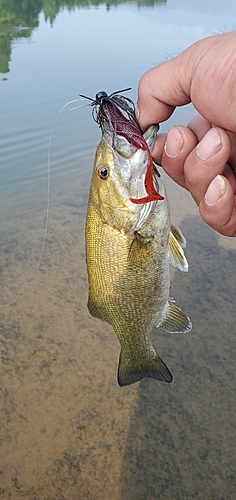 スモールマウスバスの釣果