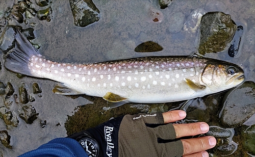 エゾイワナの釣果