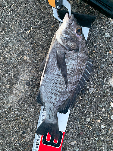 クロダイの釣果