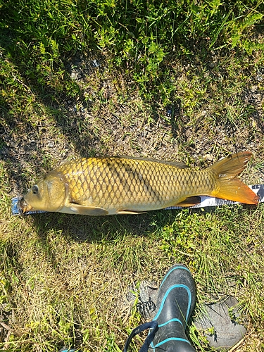 コイの釣果