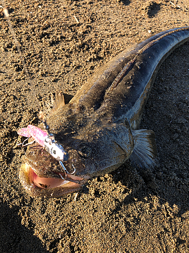 マゴチの釣果